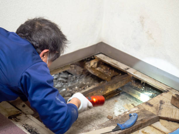 Best Local Mold Removal Service  in La Cygne, KS