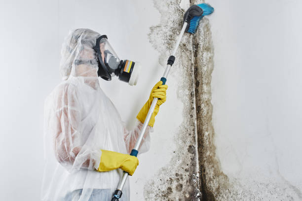Best Office Mold Removal Services  in La Cygne, KS