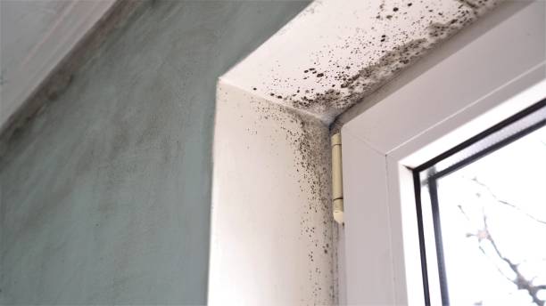 Best Toxic Mold Removal  in La Cygne, KS