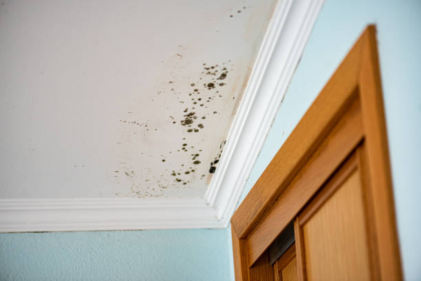Best Home Mold Removal  in La Cygne, KS