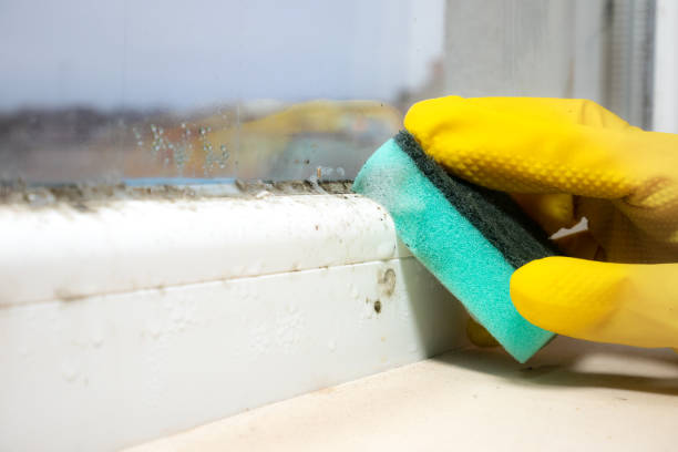 Best Mold Damage Repair  in La Cygne, KS