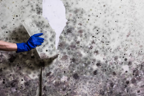 Best Office Mold Removal Services  in La Cygne, KS