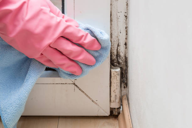 Reliable La Cygne, KS Mold Removal Solutions